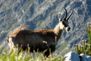 Серна - гора козла Серна - гора козла