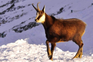 Замха Замха