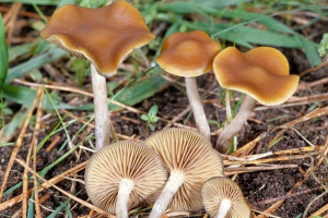 Сірчана головка (гіфалома ціаноз) Сірчана головка (гіфалома ціаноз)