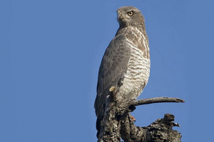 Серогруди smead Серогруди smead