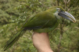 Serocky tuknet: фото, опис птиці Serocky tuknet: фото, опис птиці