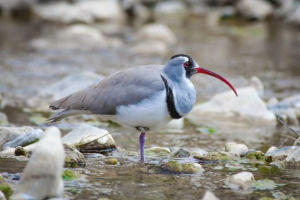 Серпокл Серпокл