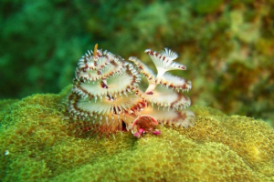 Серпульді: ялинки, що ростуть під водою Серпульді: ялинки, що ростуть під водою