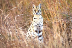 Сервопис Сервопис