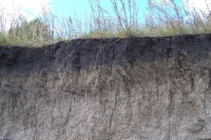 Сірі лісові ґрунти Сірі лісові ґрунти