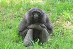 Сірий gibbon: photo photo, докладний опис Сірий gibbon: photo photo, докладний опис
