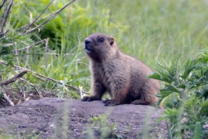 Сірий лист Сірий лист