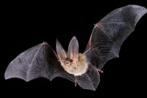 Сірий ush Сірий ush