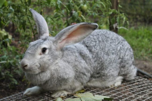 Сірий гігант Сірий гігант