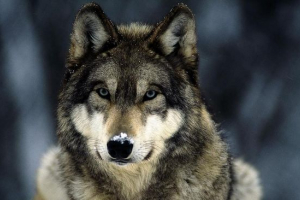 Сірий вовк Сірий вовк