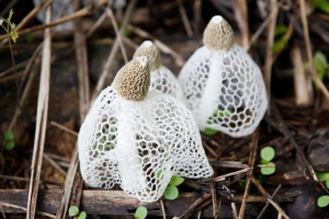 Сетоскопічні хлопці Сетоскопічні хлопці