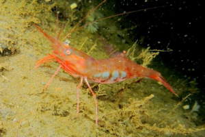 Північна рожева креветка: опис тварин Північна рожева креветка: опис тварин