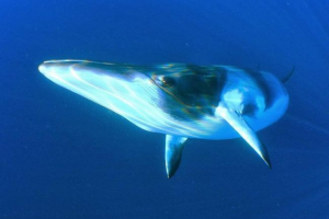 Північний finval - комплект з прекрасним ім'ям Північний finval - комплект з прекрасним ім'ям