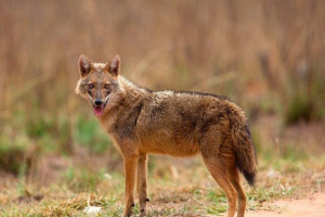 Шакал Шакал