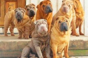 Sharpei Sharpei