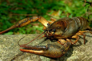 Структура раку річки Структура раку річки