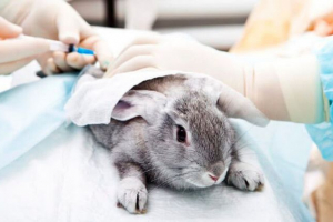 Декоративна діаграма вакцинації кроликів Декоративна діаграма вакцинації кроликів