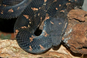 Груба кандидатська або щаслива bade Груба кандидатська або щаслива bade