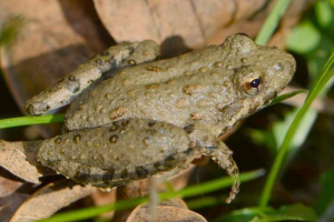 Натискання quake: цікава інформація про амфібію Натискання quake: цікава інформація про амфібію