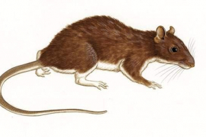 Брісти щури - численна родина Брісти щури - численна родина