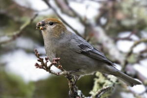 Сором'язливий Сором'язливий