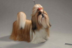 Shi-tzu: довгошерстий шарм Shi-tzu: довгошерстий шарм