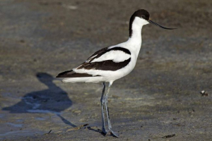 Schoclumber - птах під охороною Schoclumber - птах під охороною