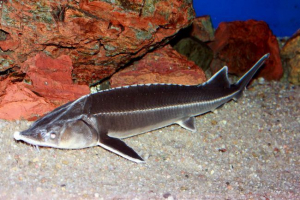 Schip: риба з гострим зброєю Schip: риба з гострим зброєю