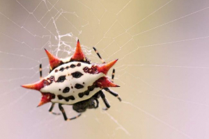 Spiderman gastercantha cancriformis: опис, фото Spiderman gastercantha cancriformis: опис, фото