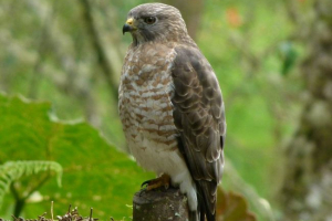 Спальня канюк Спальня канюк