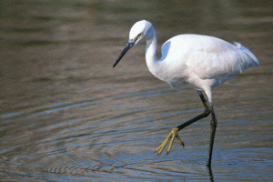 Широкі ліси Широкі ліси