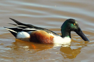 Без дизайну - опис, фото та відео качок Без дизайну - опис, фото та відео качок