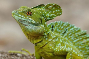 Sellemboint vasilisk Sellemboint vasilisk