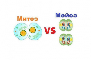Подібність та відмінність між мітозом та мейозом Подібність та відмінність між мітозом та мейозом