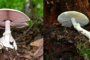 Подібність та відмінності блідо-вуса та шампіньйону Подібність та відмінності блідо-вуса та шампіньйону