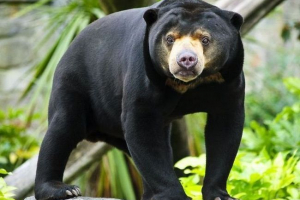 Шокуюче відео голодуючих ведмедів у зоопарку індонезії Шокуюче відео голодуючих ведмедів у зоопарку індонезії