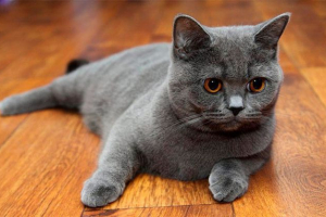 Шотландський кіт прямий або шотландський-прямий: зовнішній вигляд і персонаж, вміст Шотландський кіт прямий або шотландський-прямий: зовнішній вигляд і персонаж, вміст