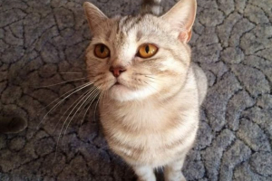 Шотландська пряма кішка (шотландська броня): характеристика породи Шотландська пряма кішка (шотландська броня): характеристика породи