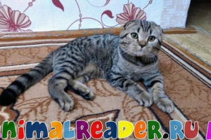 Шотландська кошка (шотландська складка): фото, розмноження опис Шотландська кошка (шотландська складка): фото, розмноження опис