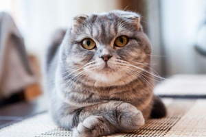 Шотландська кішка Шотландська кішка