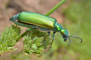 Сканська мушка: не муха, але отруйний жук Сканська мушка: не муха, але отруйний жук