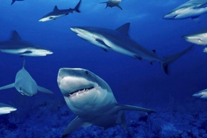 Шведська акула населення знаходиться на межі вимирання Шведська акула населення знаходиться на межі вимирання