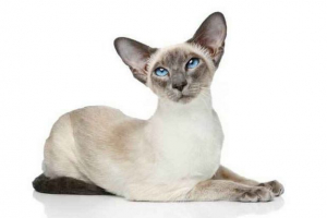 Сіамські кішки: функції та зміст Сіамські кішки: функції та зміст