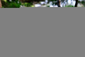 Сіба-іна - особливості Сіба-іна - особливості