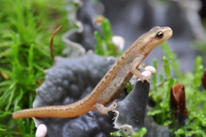Сибірські кукурудзи - маленькі численні тритони Сибірські кукурудзи - маленькі численні тритони