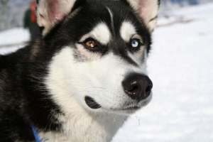 Сибірський хаски - собака для смуги Сибірський хаски - собака для смуги