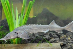 Сибірський старший Сибірський старший