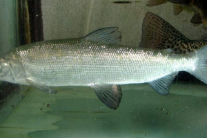 Sig: фото риб'ячий сімейний лосось Sig: фото риб'ячий сімейний лосось