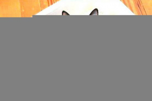 Симптоми, діагностика та лікування запорів у кішок Симптоми, діагностика та лікування запорів у кішок