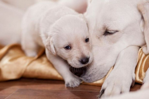 Симптоми наближення та процес пологів у собак Симптоми наближення та процес пологів у собак